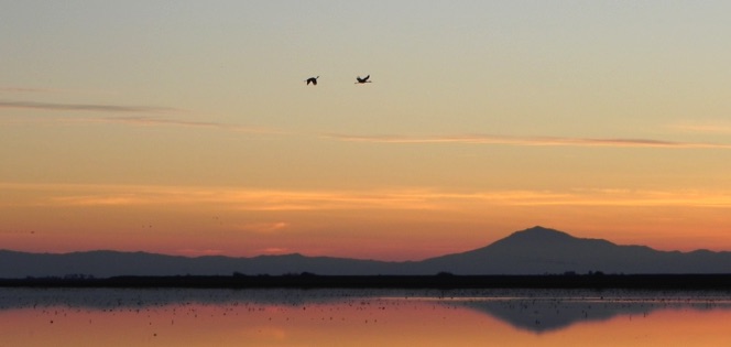 Contact the Artist, River with two birds